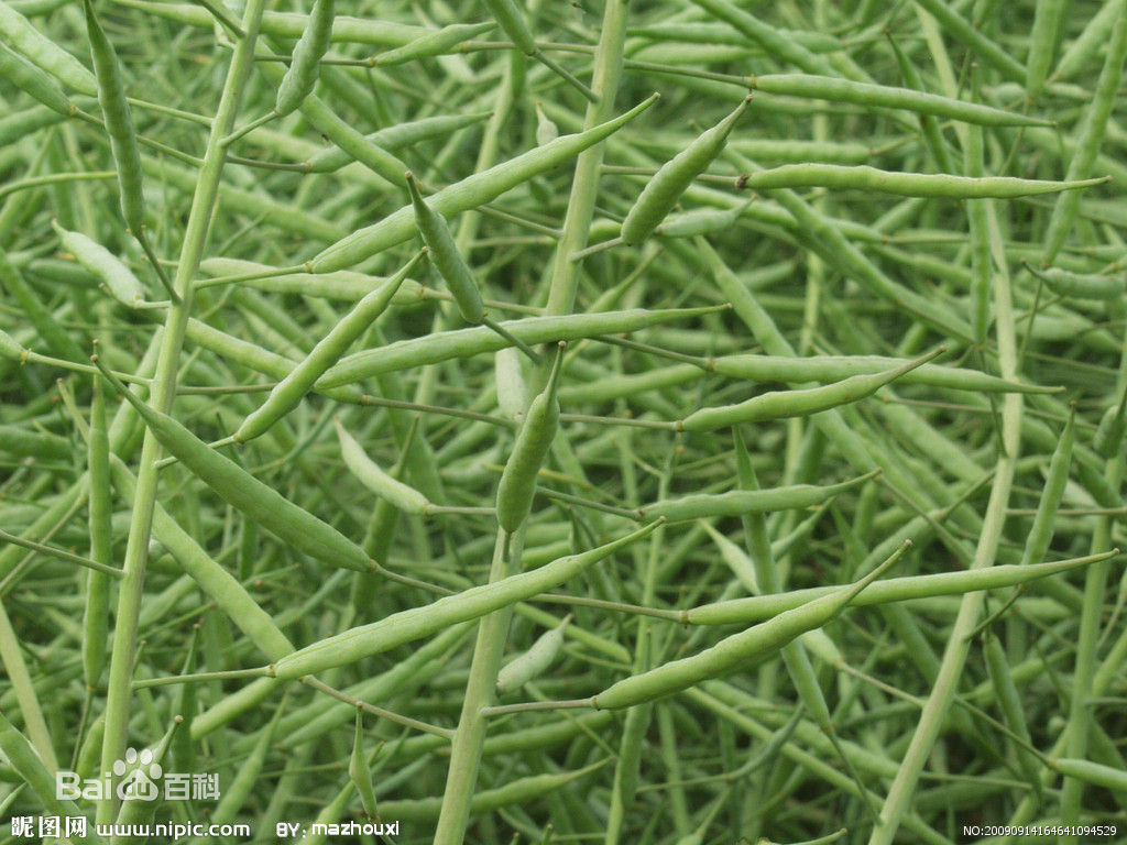 油料作物油菜籽